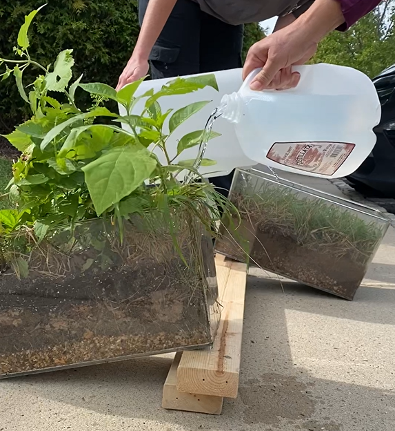 Two plastic containers propped up on a wooden 2x4. Plastic containers include soil and plants. Two water jugs are poured over the containers, demonstrating how water flows through natives versus turf grass.
