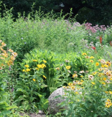 An area of Native Plants blooming.
