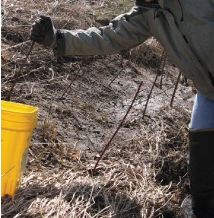 An individual placing live stakes into the bank of a stream.