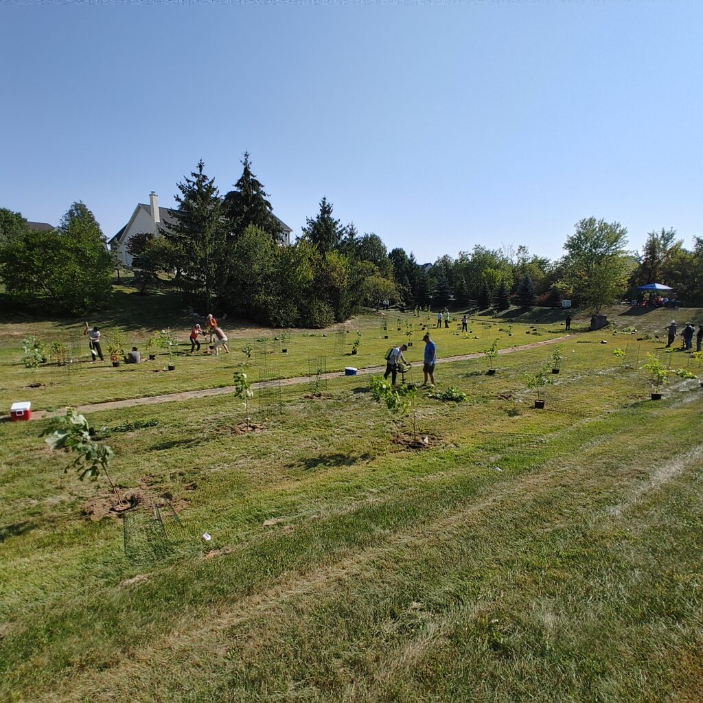 A photo of groups of people planting trees in a basin.