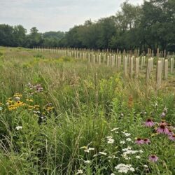 Turf to Meadow Projects